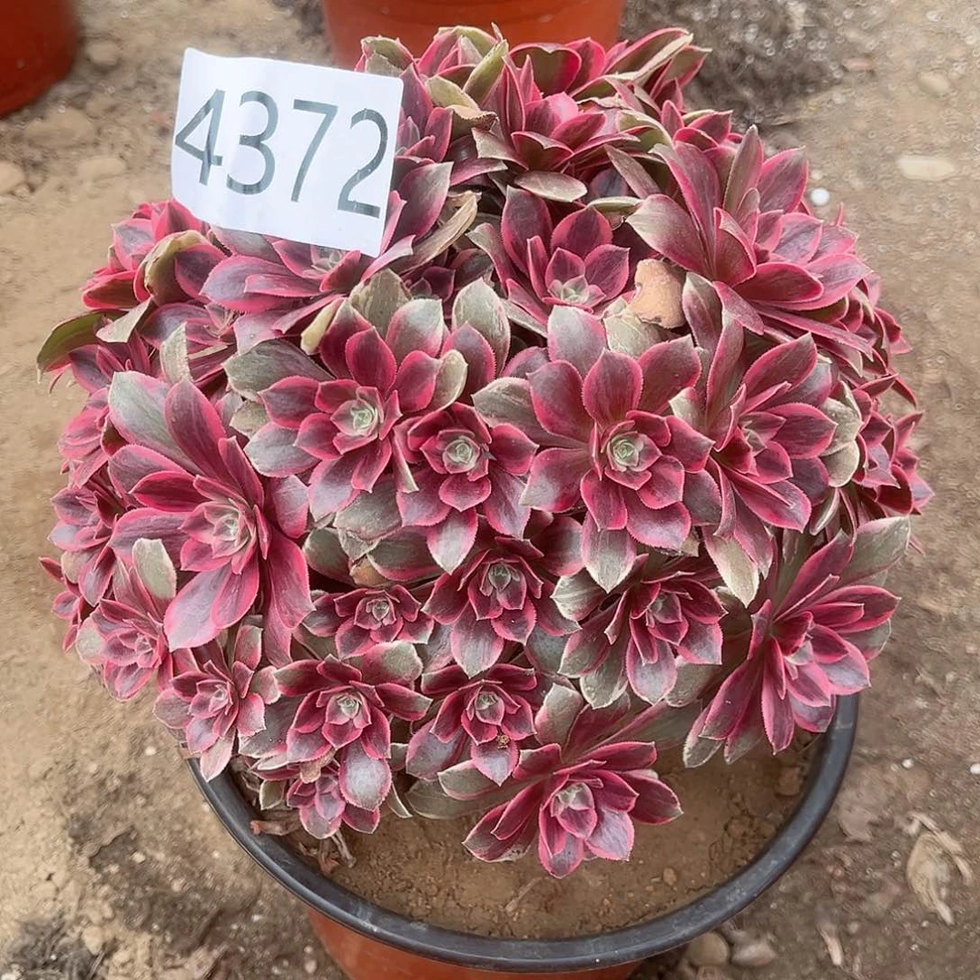 4372浣纱多肉植物