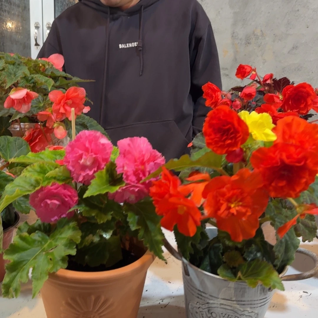 绿叶粉➕绿叶橙，掉花折叶正常介意勿拍不拍保温冻死不售后