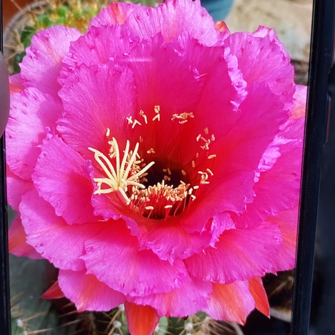 毛 流苏侧芽歪6公分左右