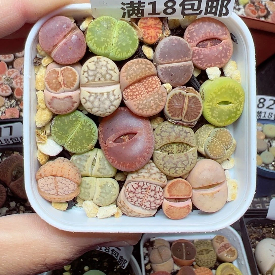 【闪购商品】825……