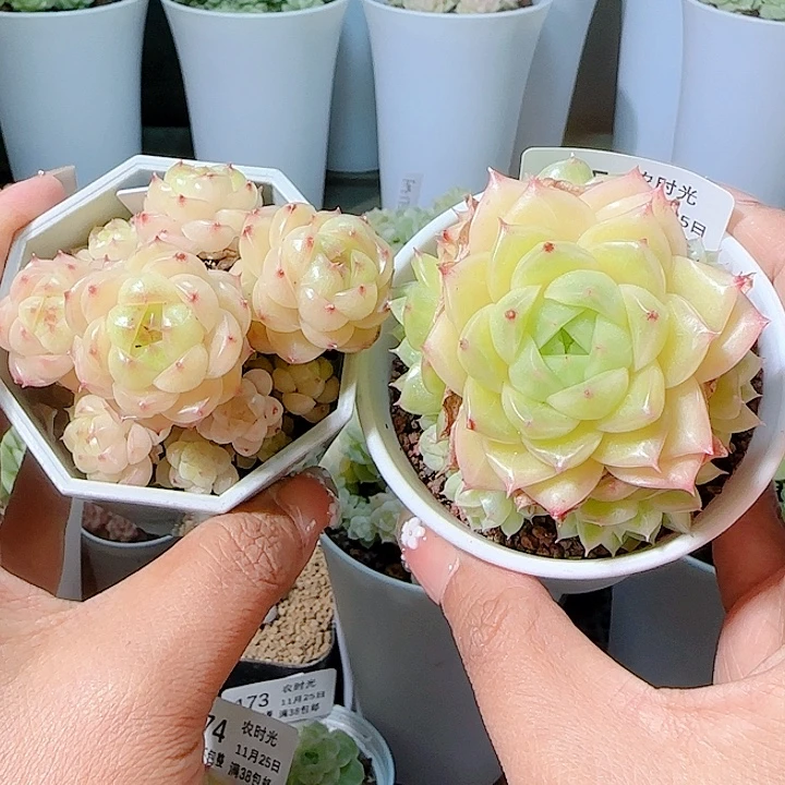 1125-175fm-20-1麦杆