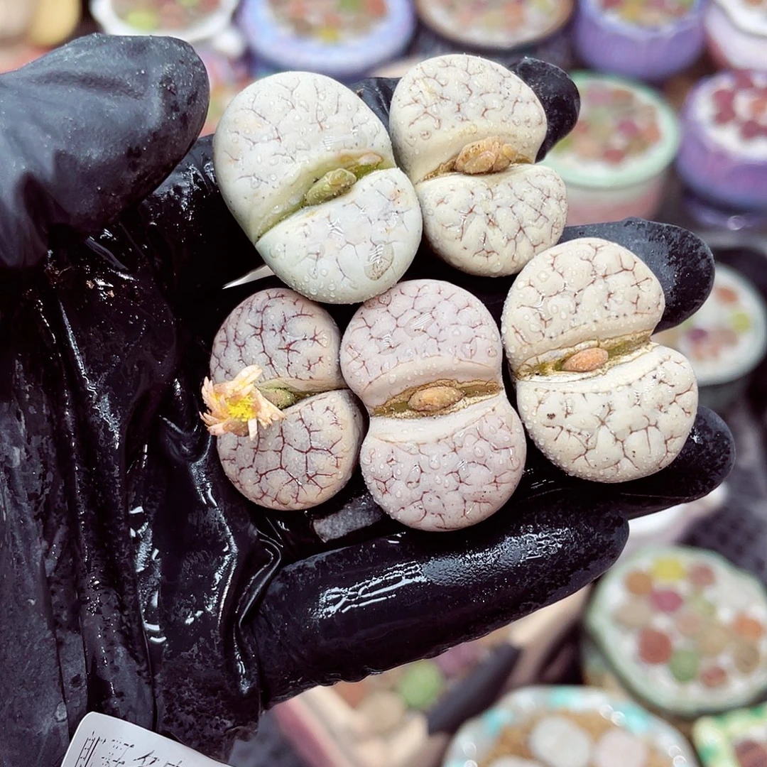 生石花18包邮0919-160有干疤