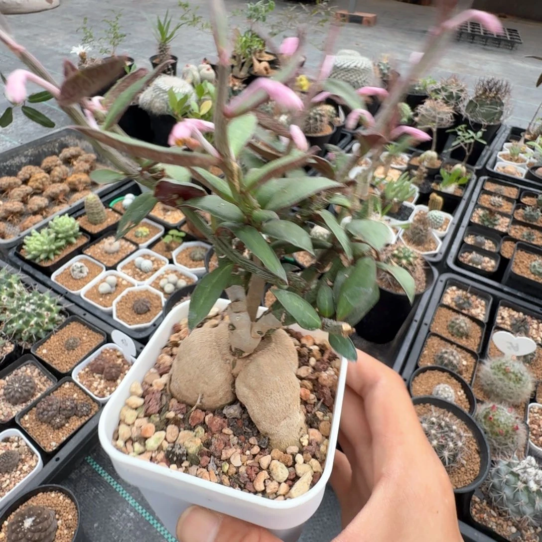 无花朵人生大戟脱土发货