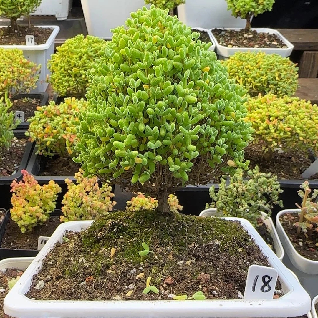 圣诞树蜜橘糖球。。