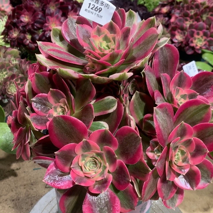 1269粉女郎多肉植物