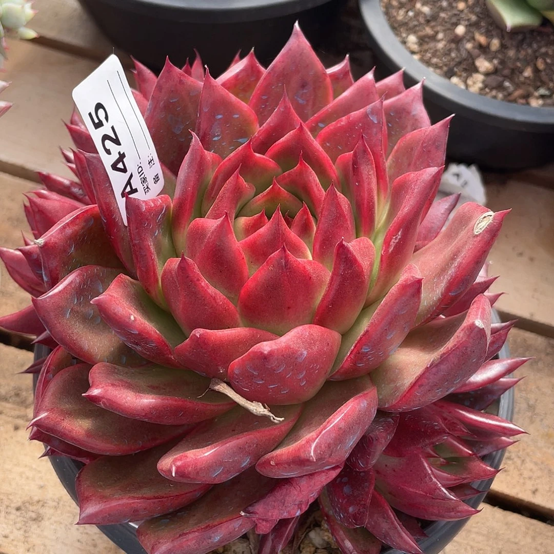 若如东云单拍A425