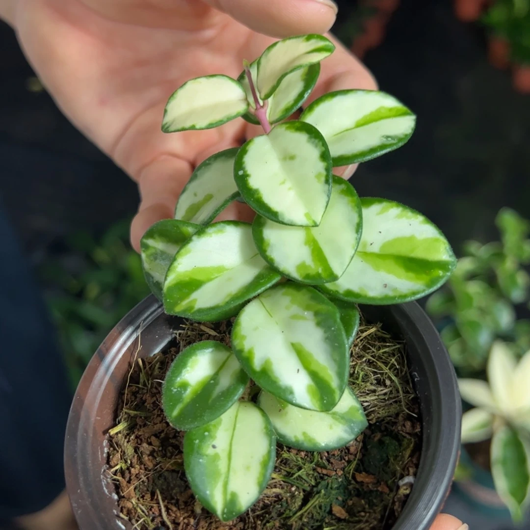 筱***飒无花朵杂匍内锦球兰