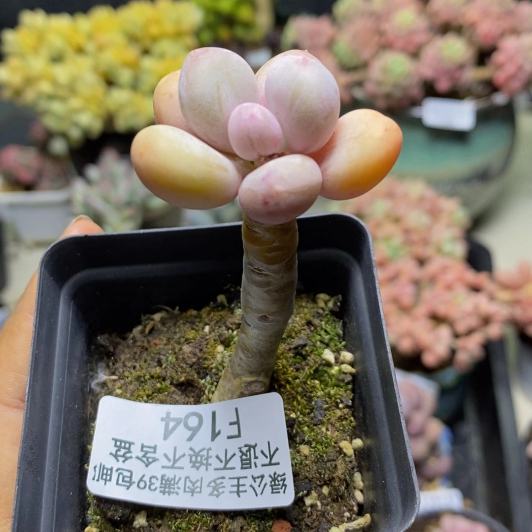 164蛋黄奶多肉2c m