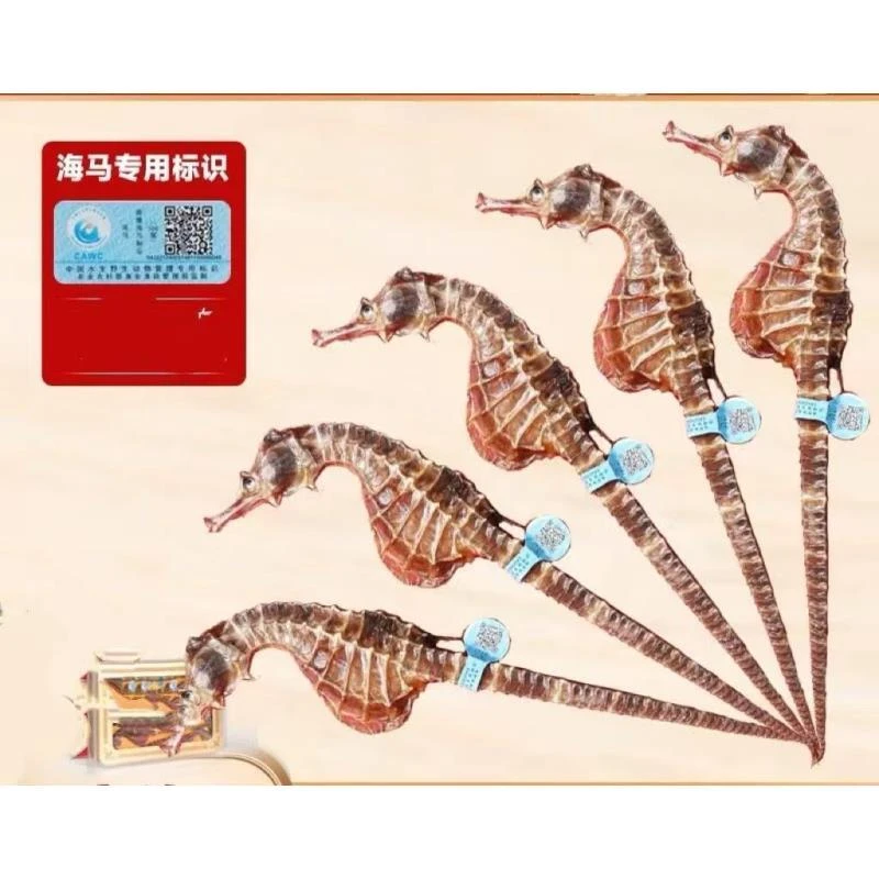 【滋补佳品】大海马干赠汤包