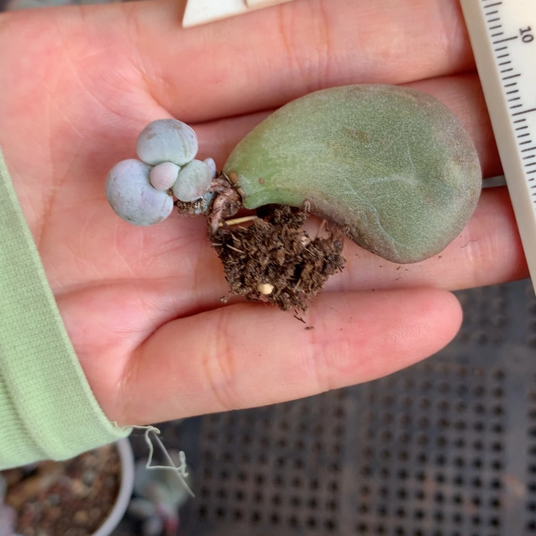 油煎奶酪多肉油煎奶酪