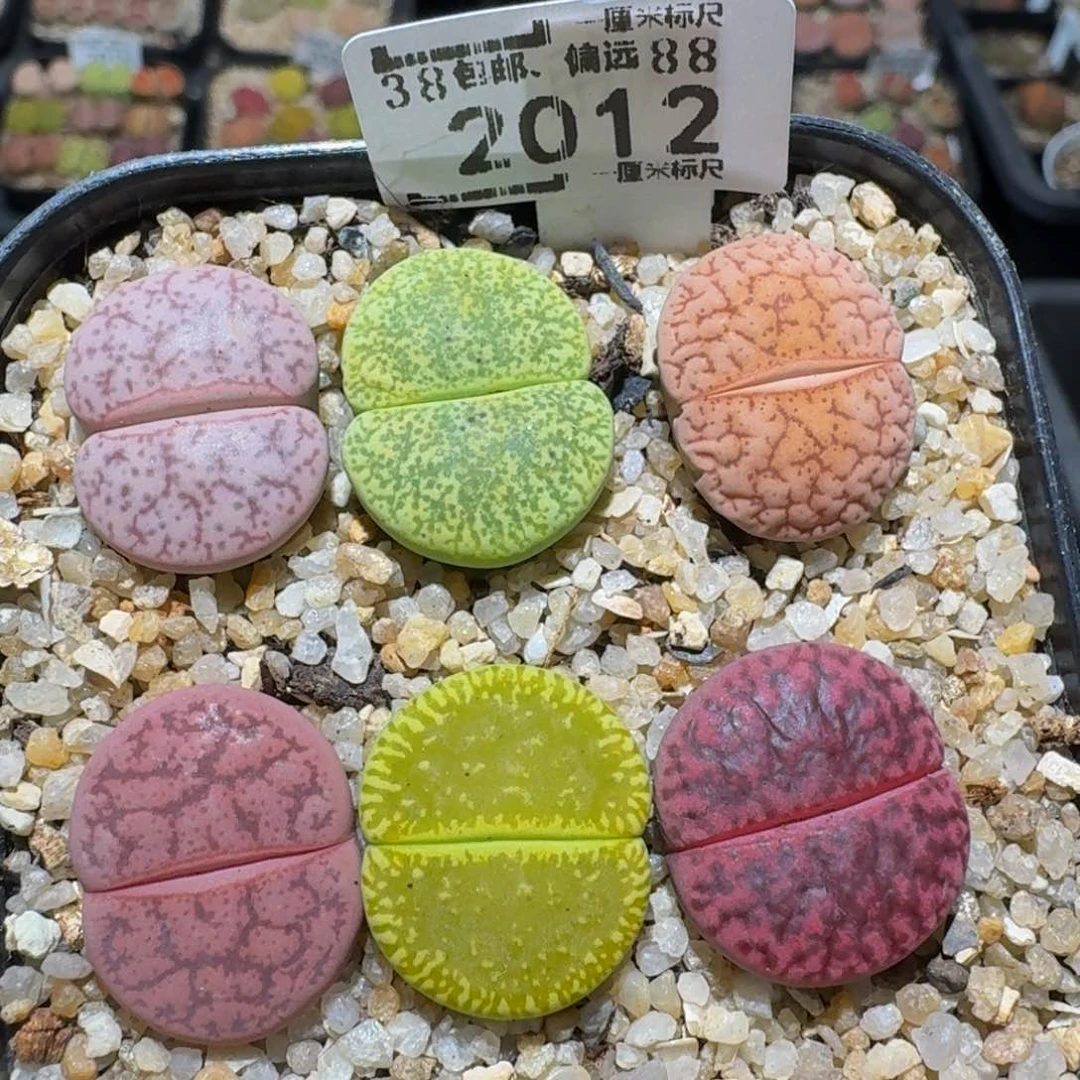 zzzz生石花肉锥2012