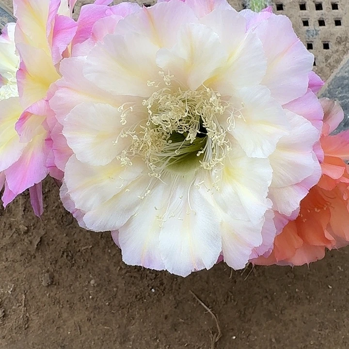 马丙侧芽4公分左右彩草20包邮