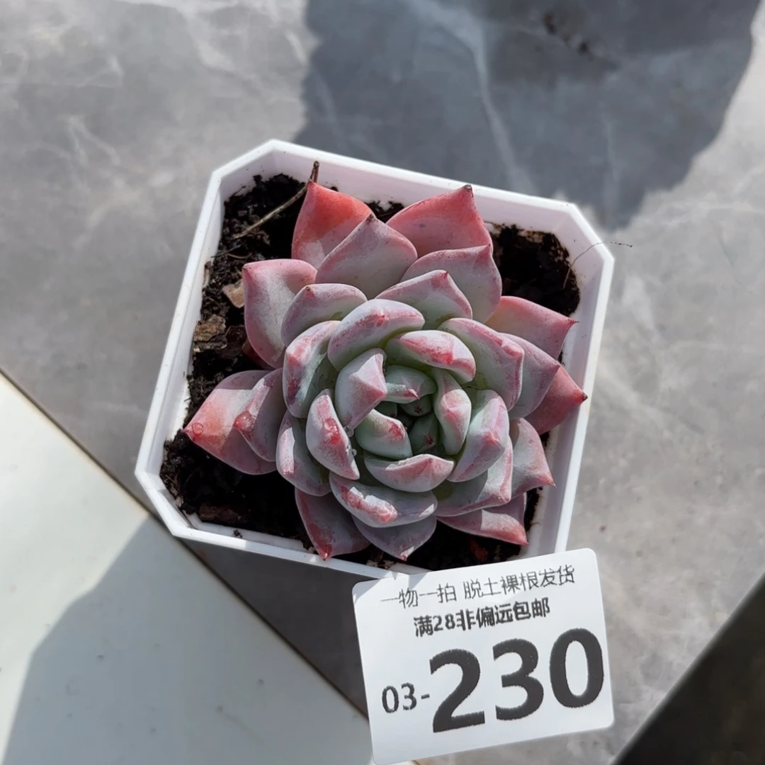 粉蓝鸟单头多肉多肉