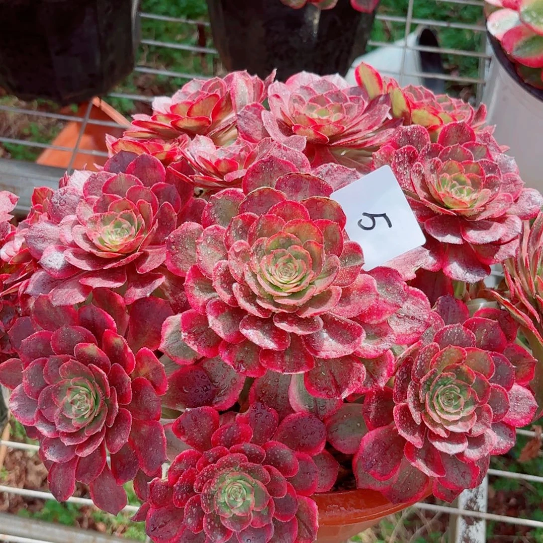 一物一拍多肉法师05