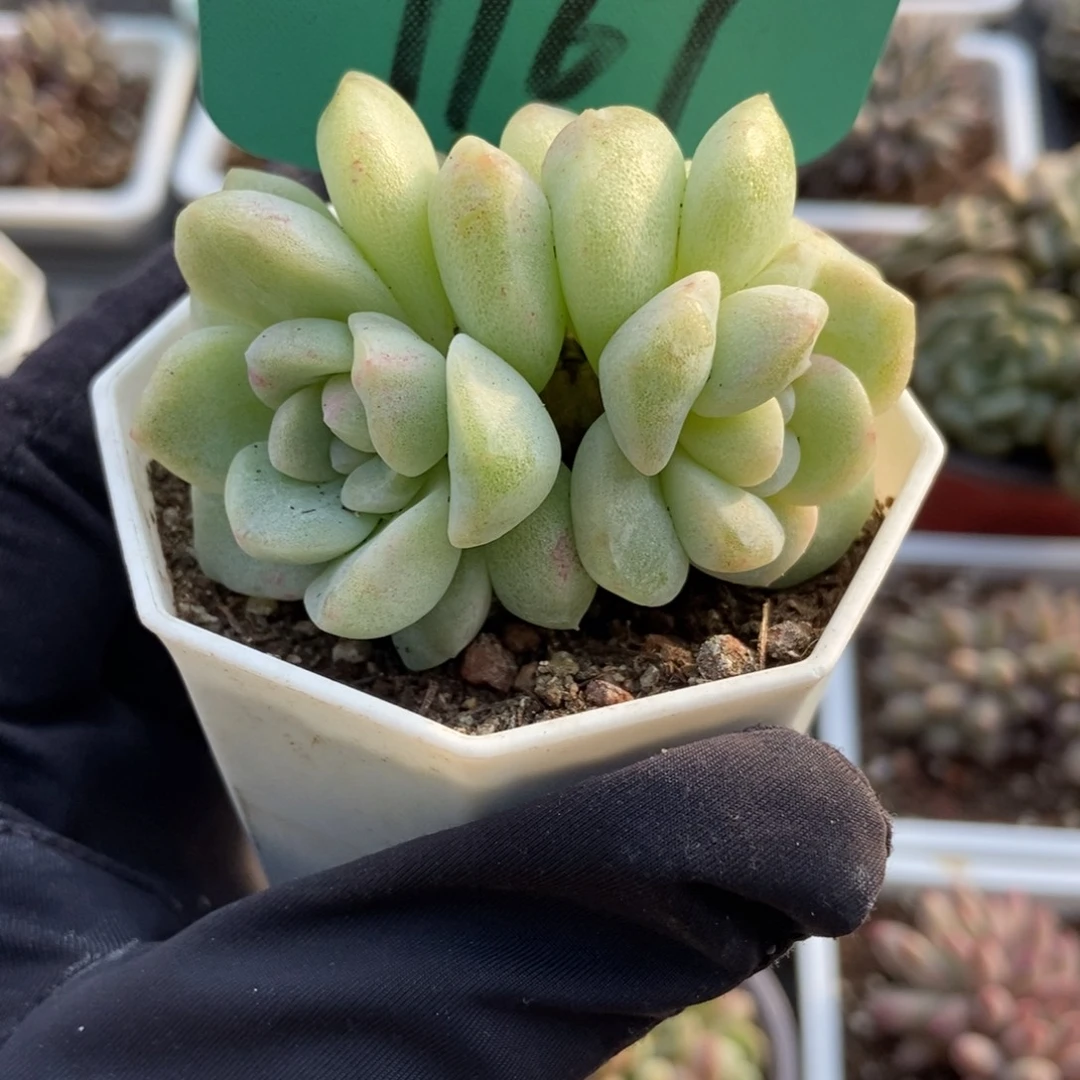 1167冰玉石化多肉植物