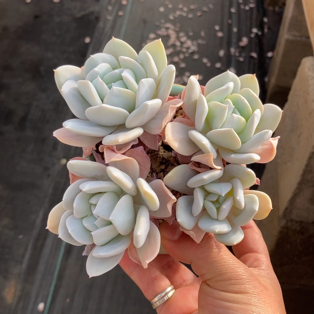 雪特老桩一物一拍不支持退换