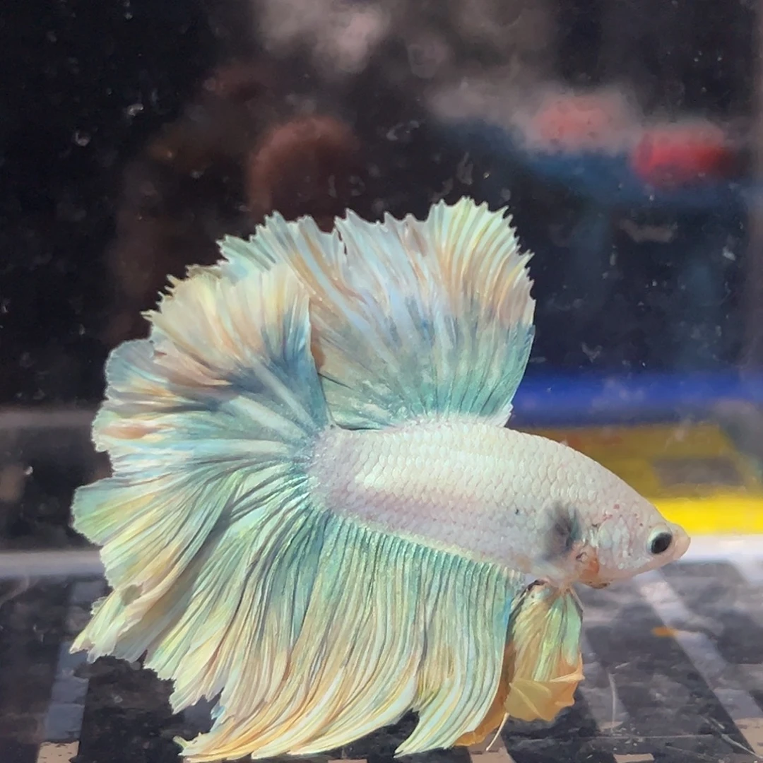 斗鱼30号清货价芒果冰沙