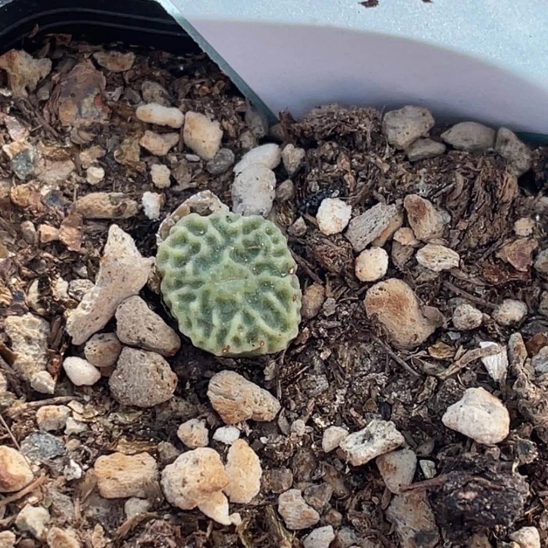 2-111超烧多肉植物