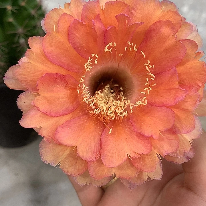无花朵彩草 自根 爱心花瓣