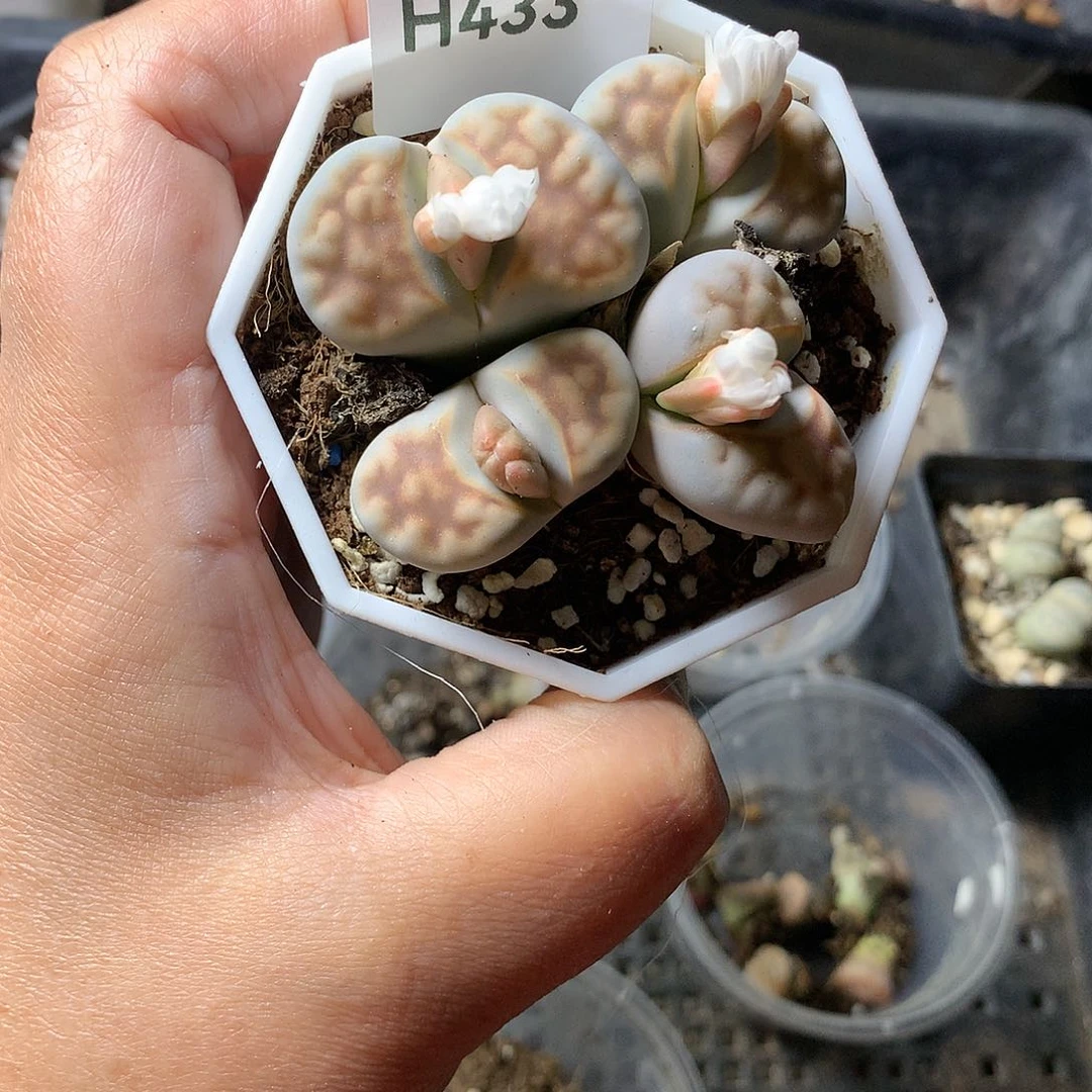 快****辣H433多肉植物保护