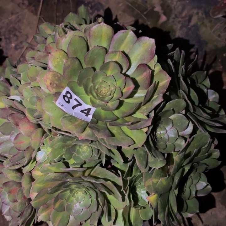 874轮回多肉植物不售后中班