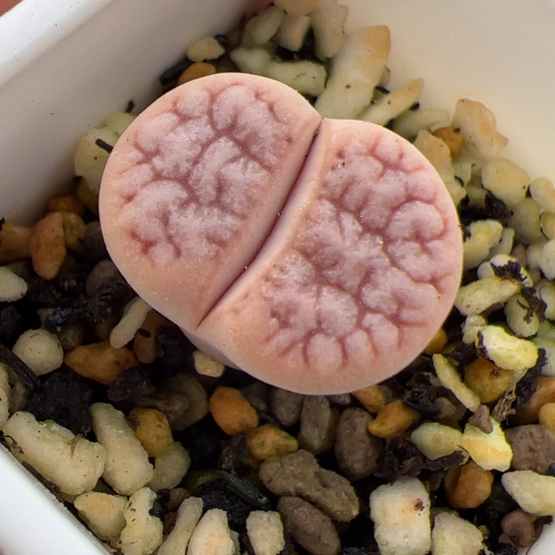 拿铁 189 多肉植物