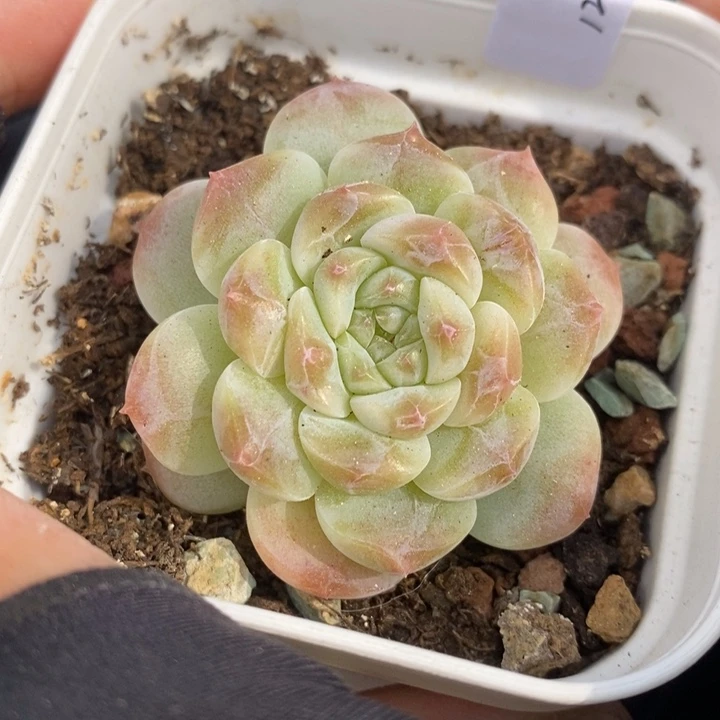 1204-596，糯心魄多肉