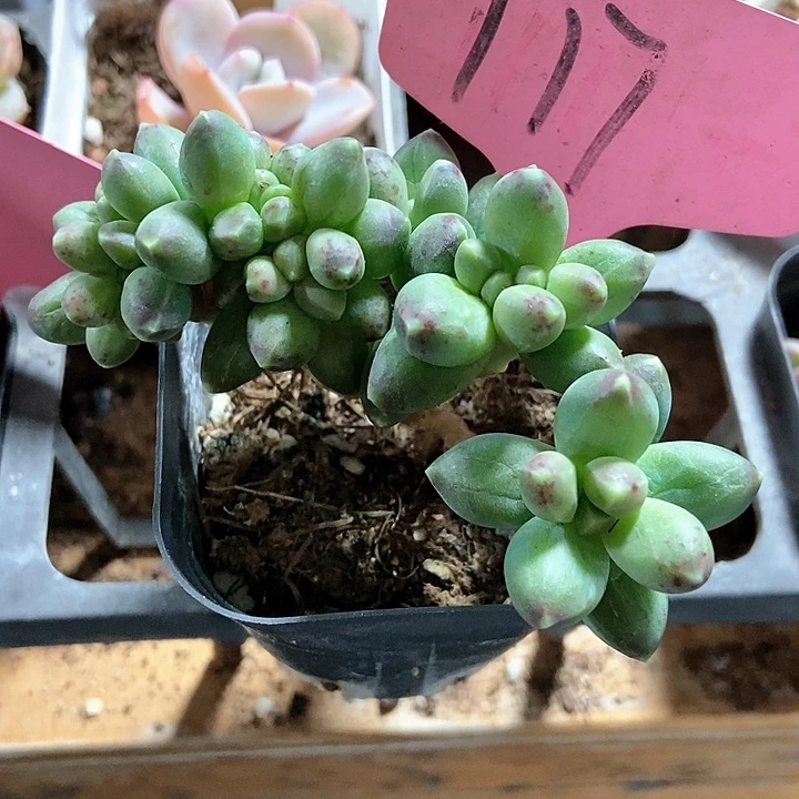 多肉植物千代田117