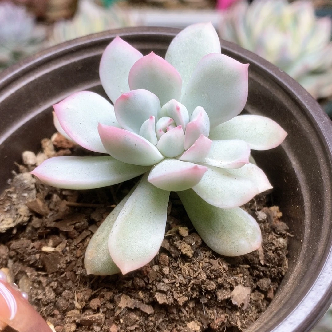 127白瓷雨燕座锦锦锦锦