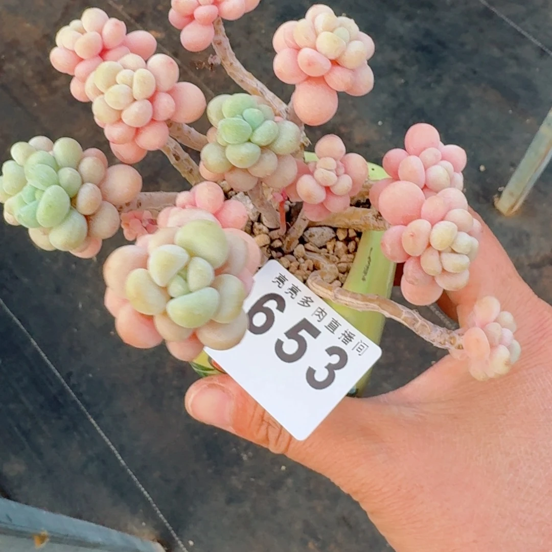 洛可可           精美多肉