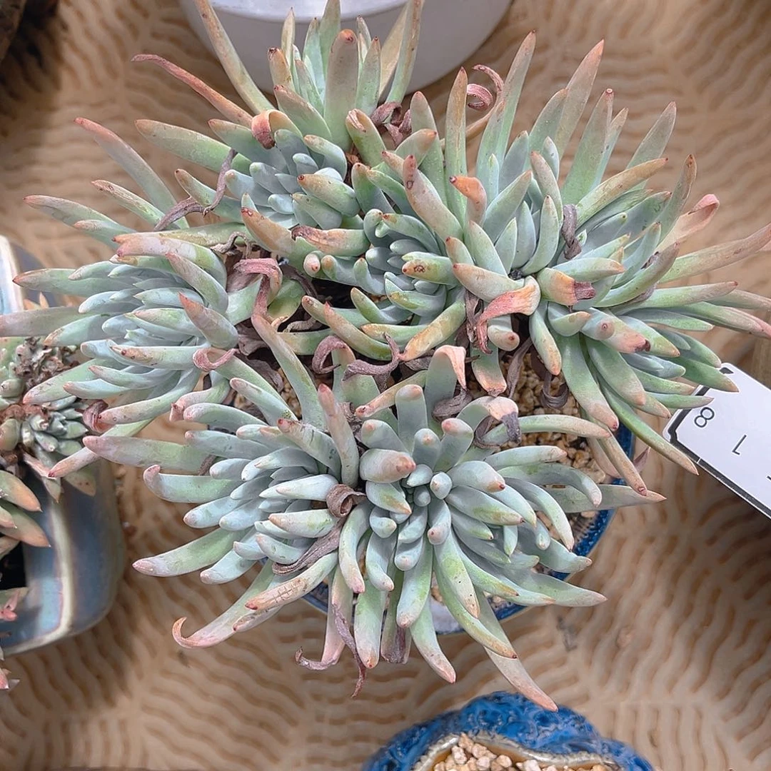 仙女杯老桩多头4518