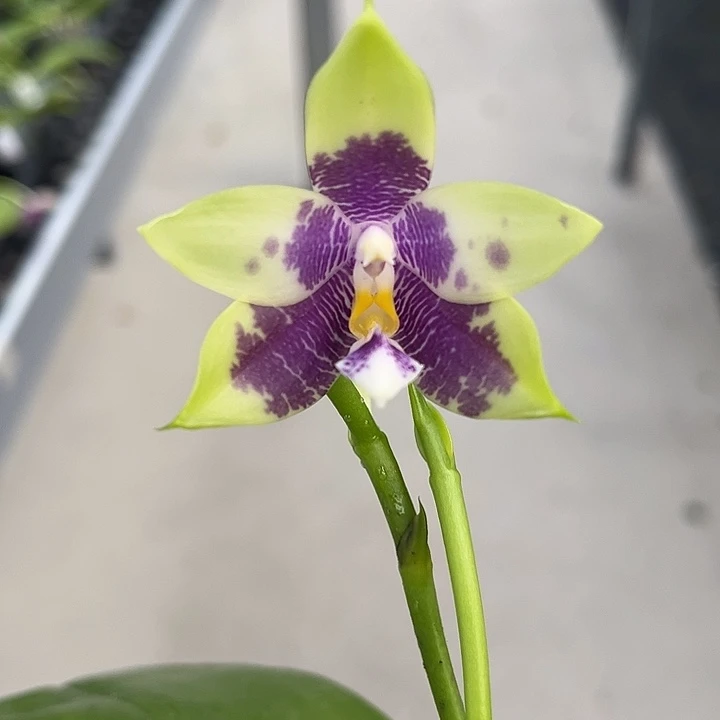 完全开放2.5寸杯蓝色珍妮佛交蓝路德