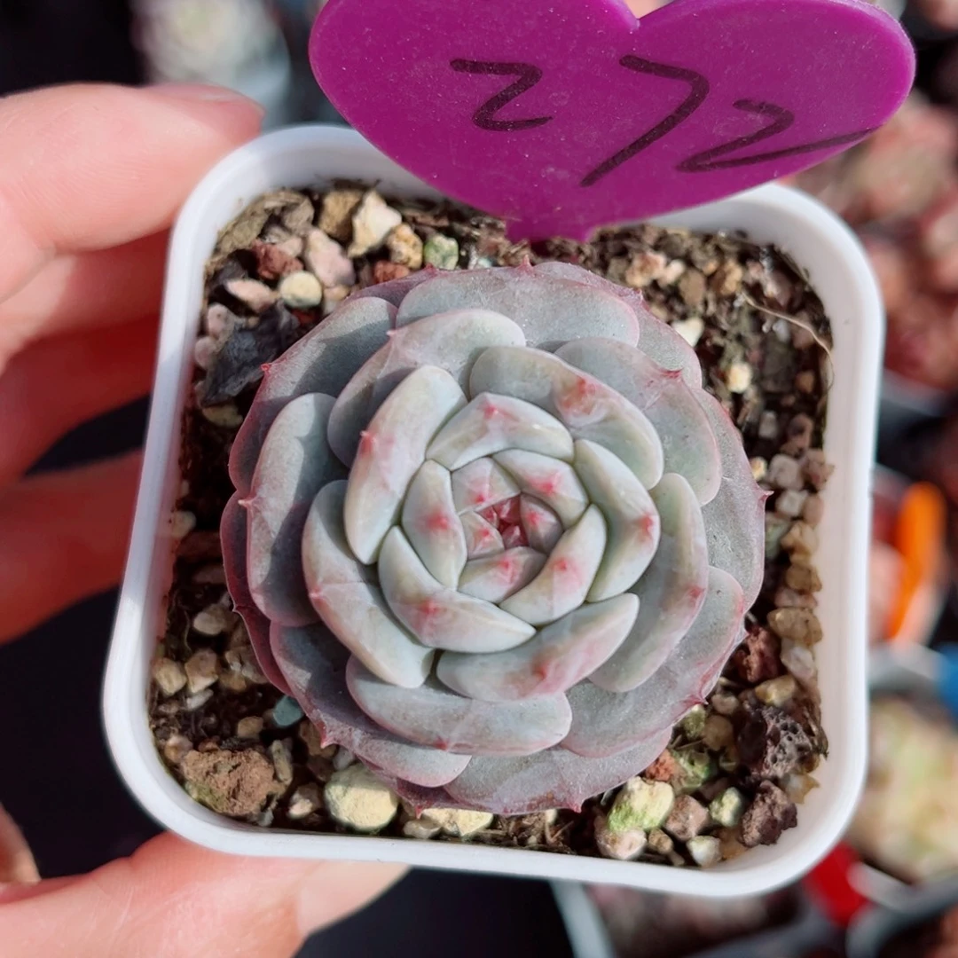 272号小老桩珍妮单头