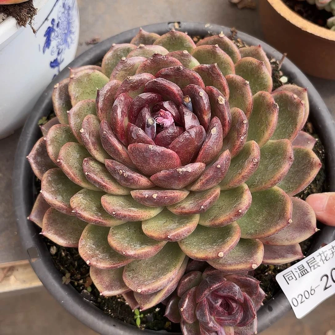 同温层多肉水晶200