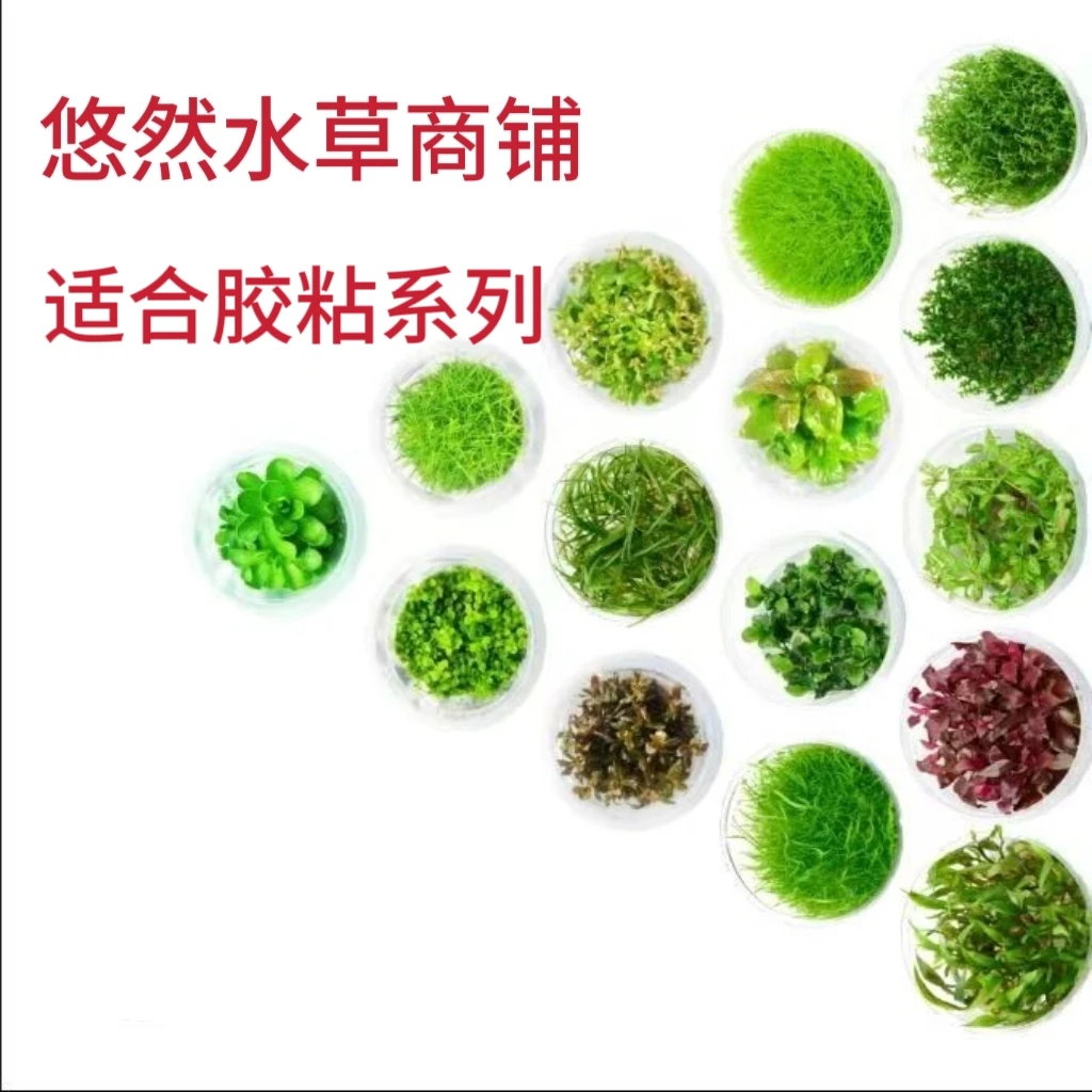 《无菌杯水草》 适合胶粘系列