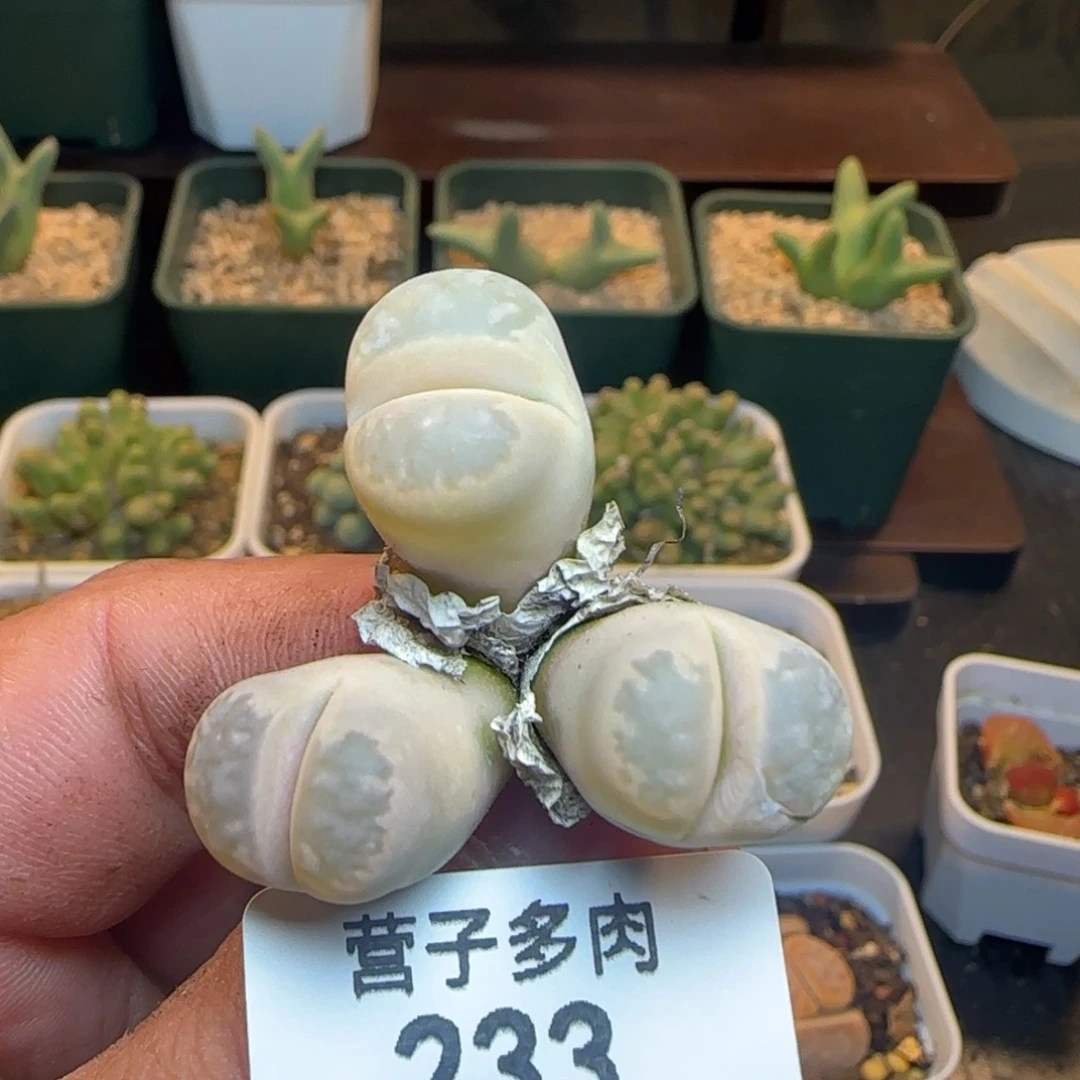 233。