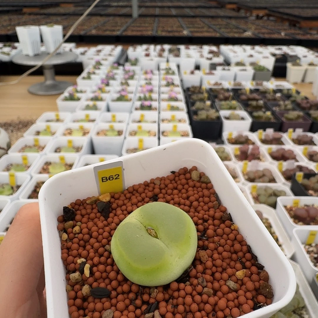 *****B62拉登单头脱土发货