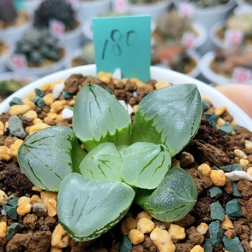 【闪购商品】180虞美人