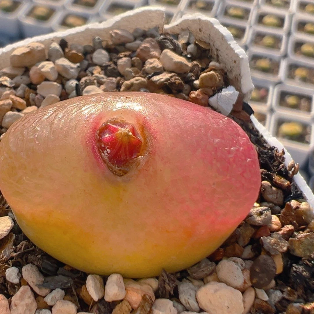 52多肉植物百科知识