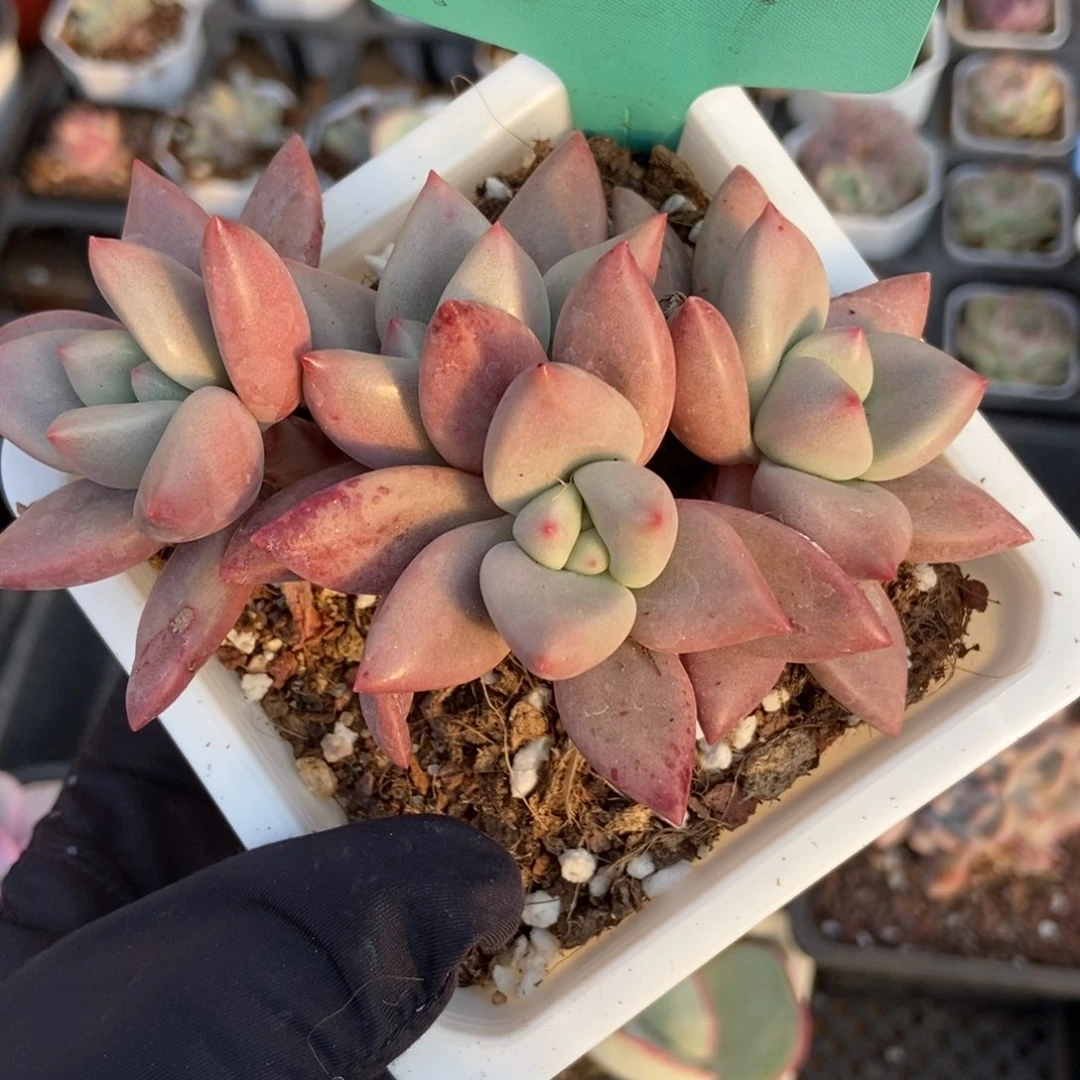 1569桃花源多肉植物保护