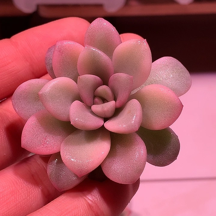 花斑鹿锦锦锦锦锦锦锦