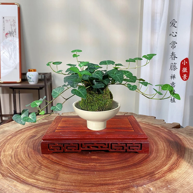 【宏展】爱心常春藤苔藓球绿植四季常青室内耐阴爬藤小植物