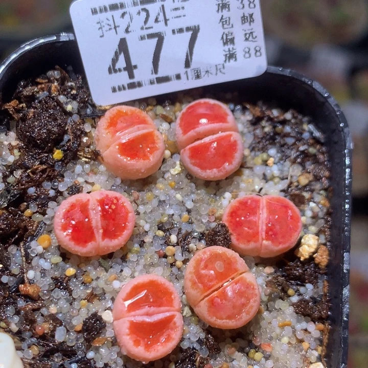 精品生石花224.477