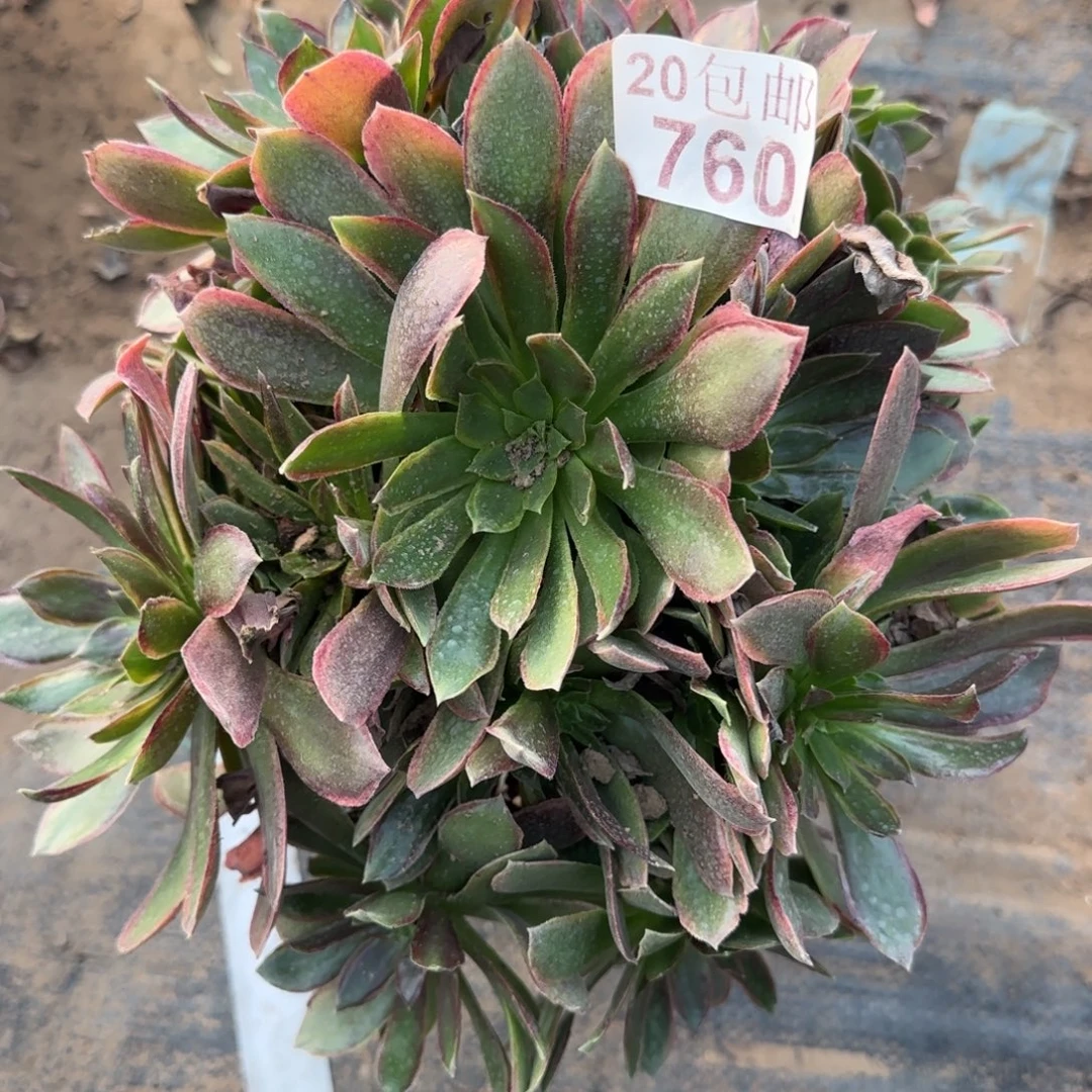 女王760满20包邮断枝不包