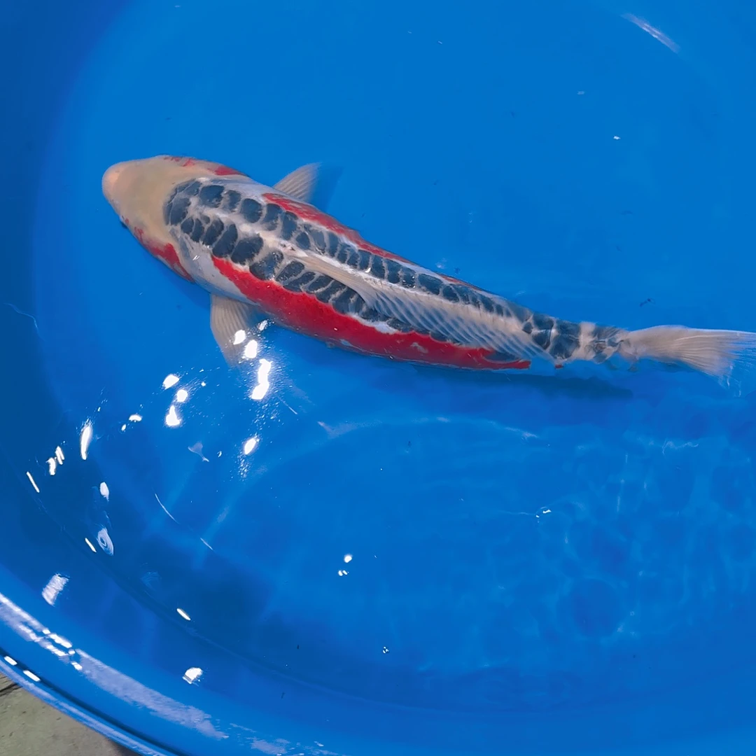 锦鲤秋翠锦鲤一条