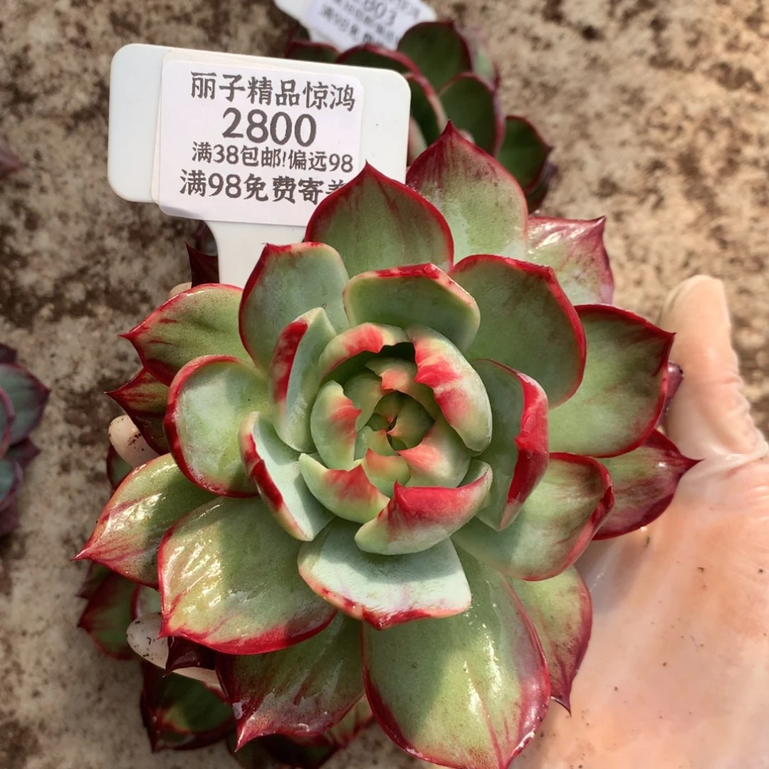 2800号多肉植物惊鸿11