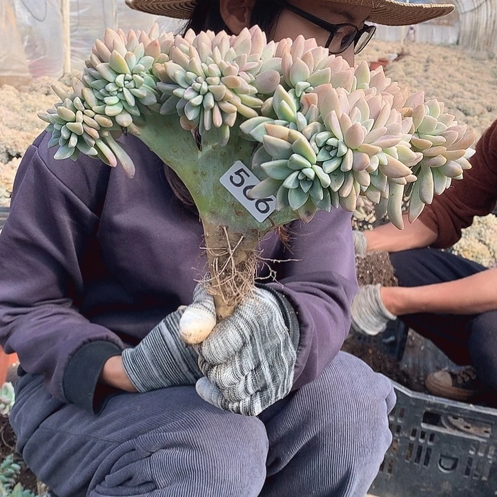 566 淡雪缀 一物一拍