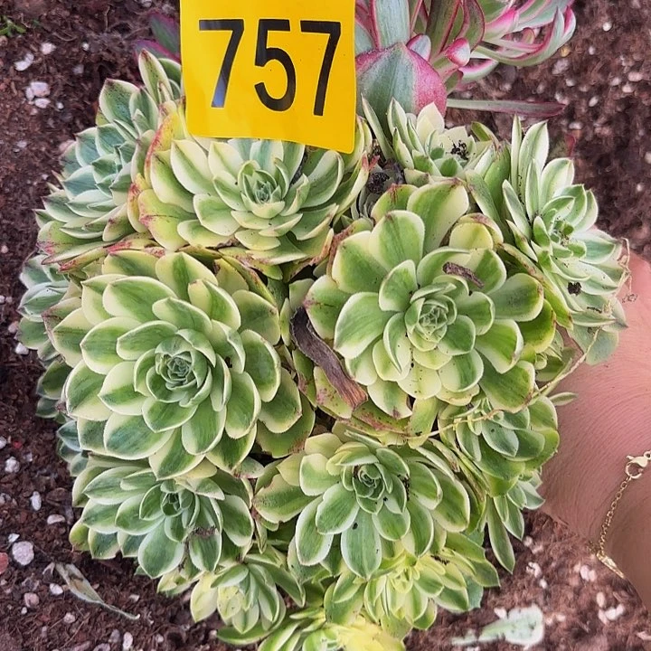 多肉植物福利757