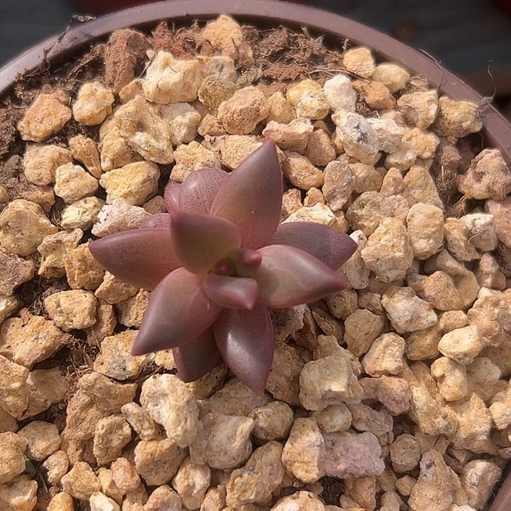 莉莉丝美人特价福利