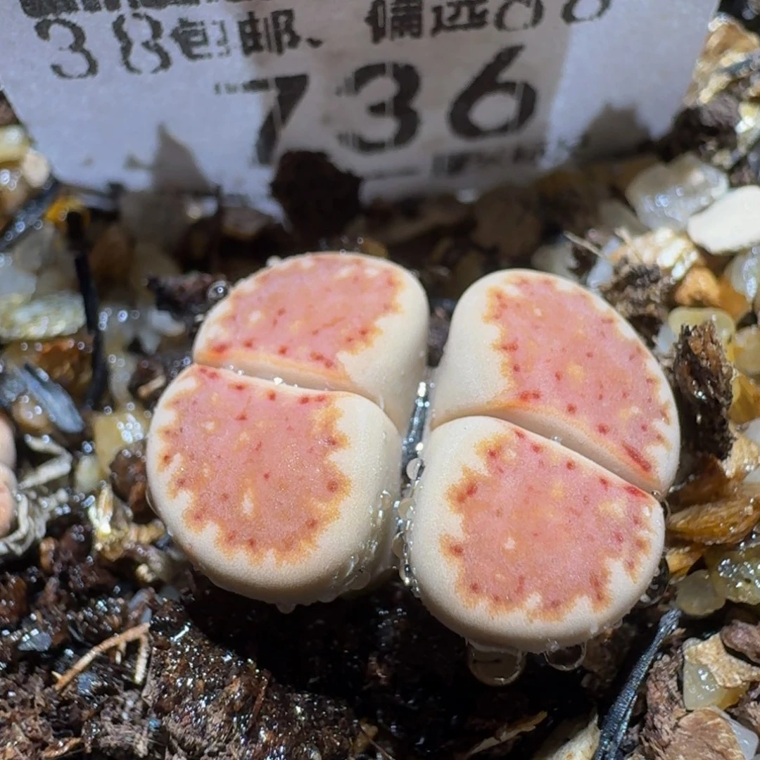 Ssss精品生石花736